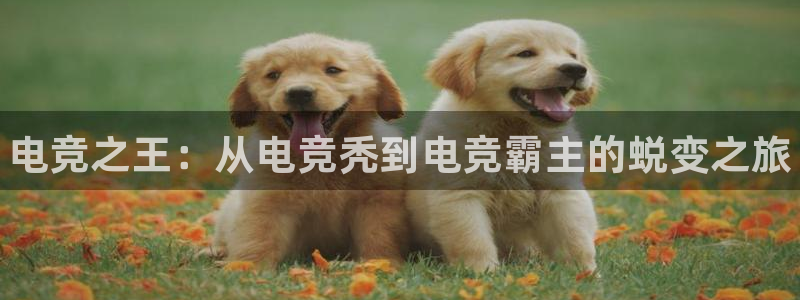 米兰电竞电子竞技平台：电竞之王：从电竞秃到电竞霸主的蜕变之旅
