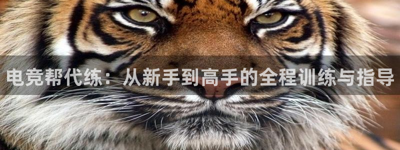 米兰电竞在线：电竞帮代练：从新手到高手的全程训练与指导